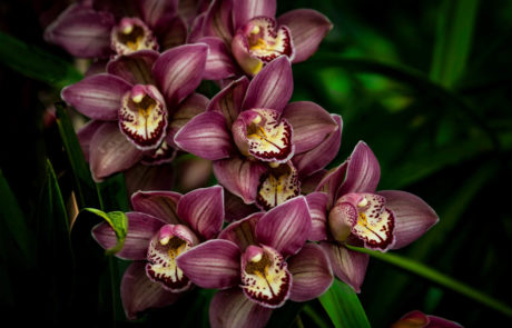 A beautiful collection of exotic Asian Orchids