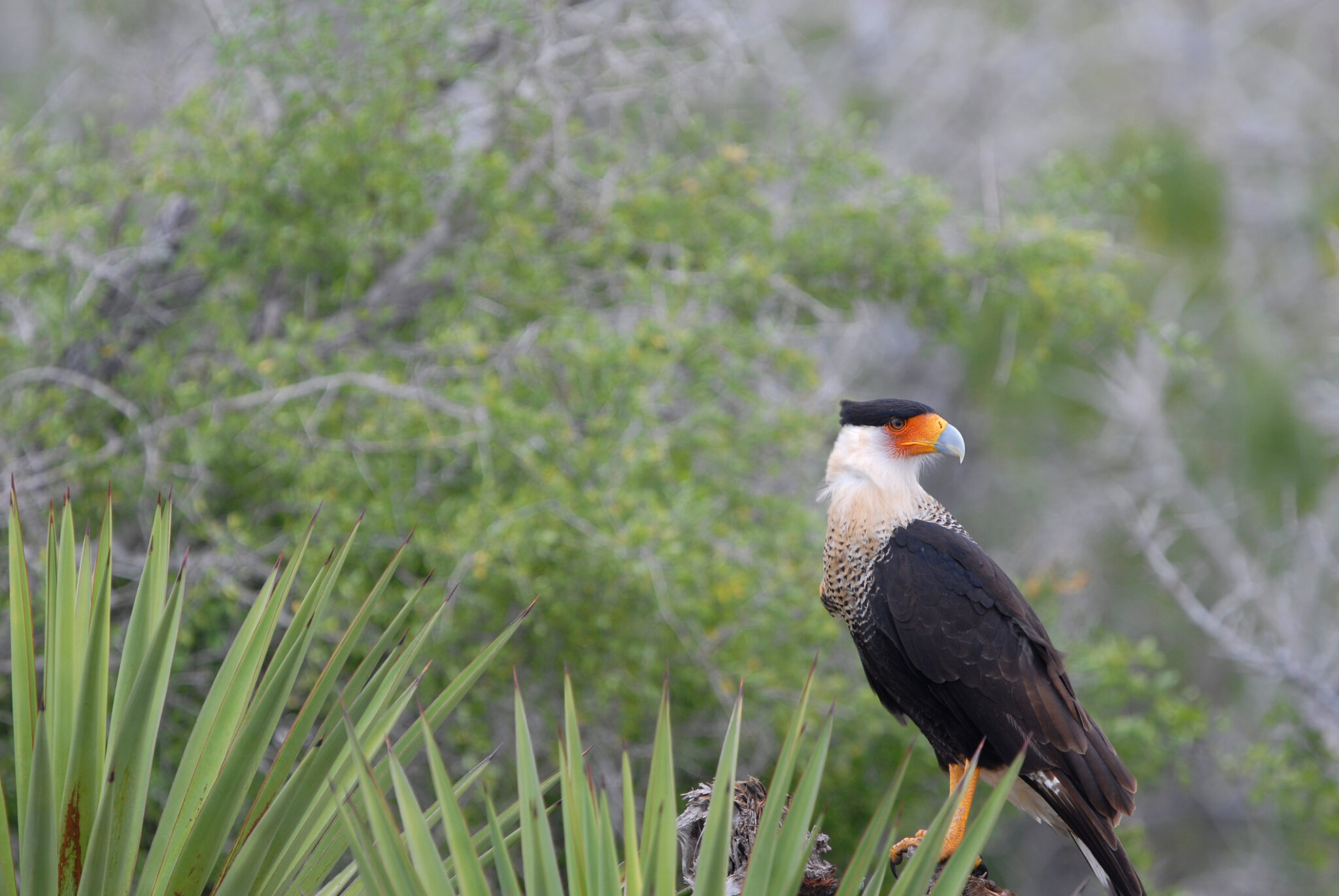 Akumal Activities Northern Caracara bird in Mexico