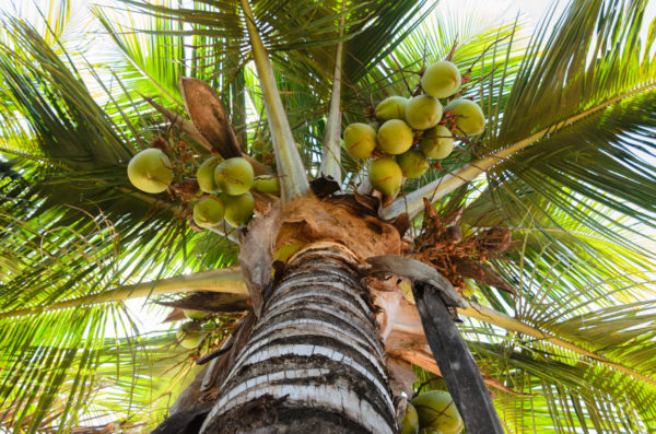 coconut tree in Akumal