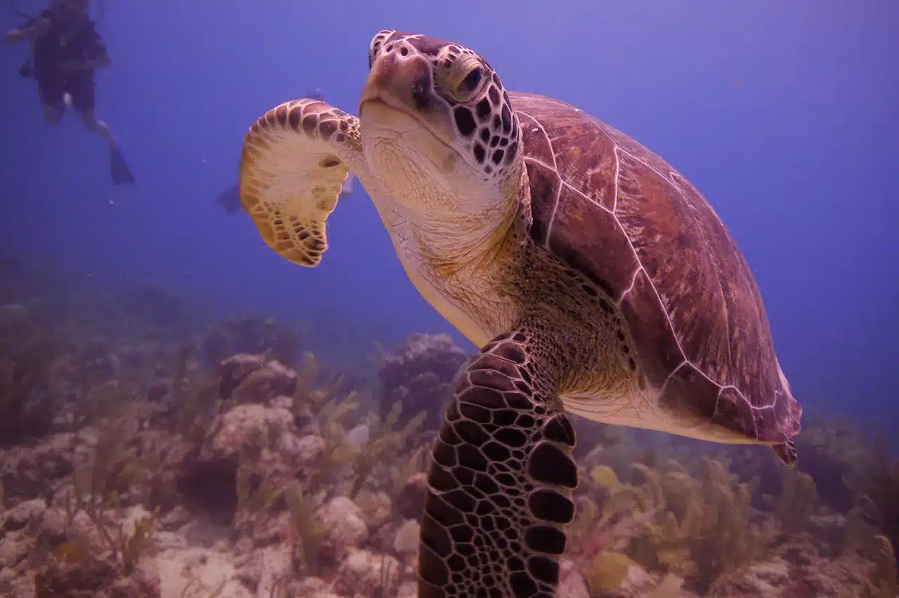 Akumal Turtles | Hotel Akumal Caribe often enjoys sightings